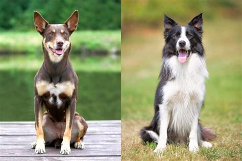 Australian Kelpie Border Collie Mix Info Pictures Facts Faqs And More