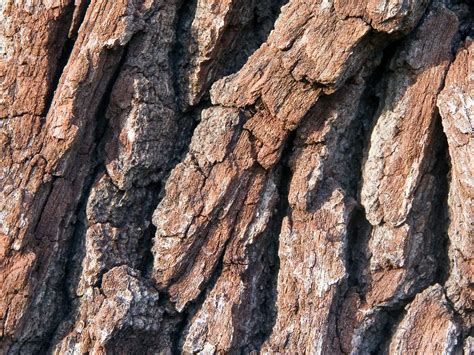 Pin By Glenda Vanraalte On Textures Tree Trunk Wallpaper Wood