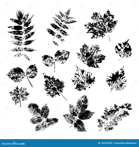 Set Of Ink Stamps Of Different Leaves On White Background Isolated
