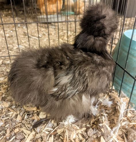 Chocolate Silkie Hatching Eggs Naked Neck All Feather Types