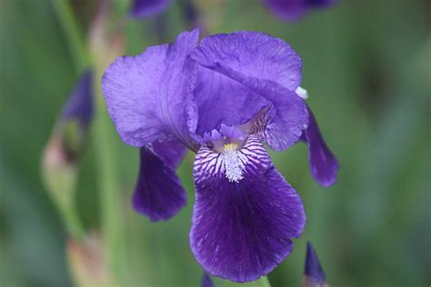 Close Up Of Royal Indigo And Violet Iris Photograph By Colleen Cornelius