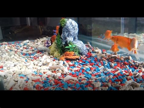 Cara merawat ikan hias di akuarium sedikit berbeda dengan cara memelihara ikan hias di kolam. cara mudah dekorasi aquarium ikan hias murah # fish ...
