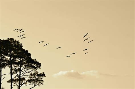 Birds Formation Flying South North Bird Flying Free Image Peakpx