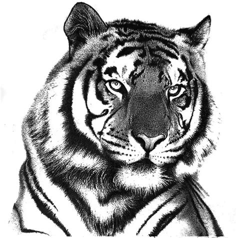 “tigre Realista”mi Animal Favorito 🇵🇪 •arte Amino• Amino Dibujos De