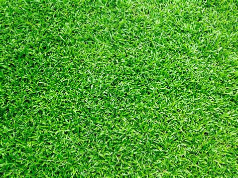 Descarga gratis Césped verde hierba fondo césped verde verano