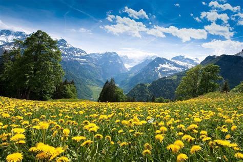 Alpine Meadow And Sunny Swiss Alps Landscape Beautiful Landscapes
