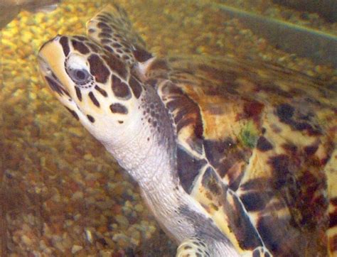 The hawksbill turtle is one of the smallest species of turtle. Hawksbill Sea Turtle: WhoZoo