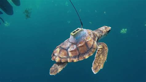 Sea Turtle Satellite Tag Tracking Youtube