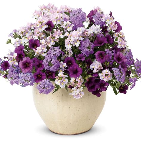 Proven Winners Sweet Serenity Combination Container Flowers