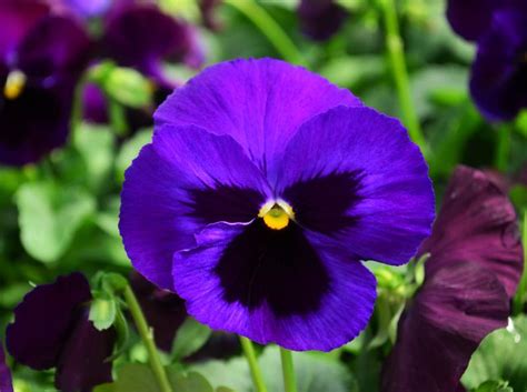 Pansy Viola Wittrockiana Purple Blotch From Hillcrest Nursery