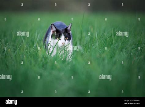 Black And White Cat Prowling Near A Farm Stock Photo Alamy