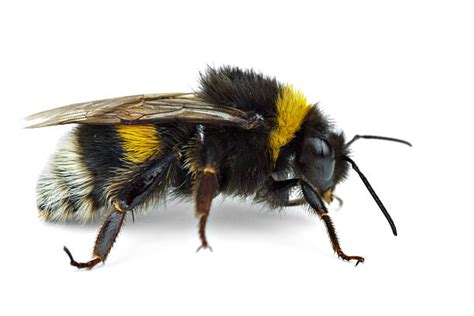 68200 Bumblebee Stock Photos Pictures And Royalty Free Images Istock