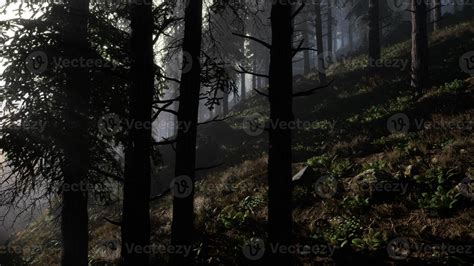 Calm Moody Forest In Misty Fog In The Morning 5755369 Stock Photo At