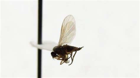Whats Bugging You Fungus Gnats Think Ipm Blog