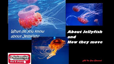 About Jellyfish And How They Move Youtube