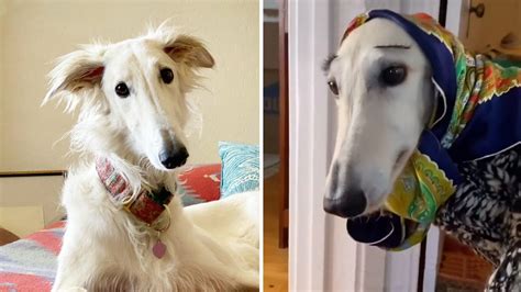 Esper The Borzoi Dog Is A Star On Instagram Youll See Why