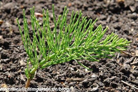 Es ist schwer vom standort abhängig, auch in hinsicht auf langfristigkeit bzgl klimawandel. garten unkraut - br-flohmarkt