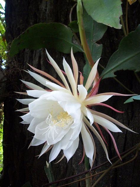 Galán De Noche Dama De Noche O Huele De Noche Orchid Cactus Night