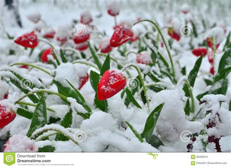 Tulips Under Snow Stock Photo Image Of Flowers Nature 93405610