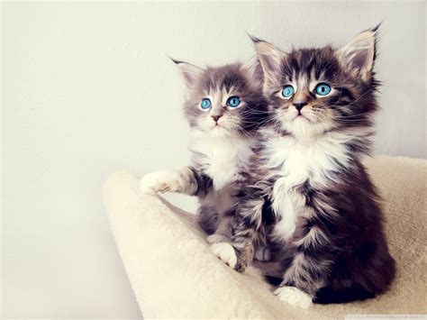 Top 15 Really Cute Kittens ~ Amits It Blog Latest Technology News