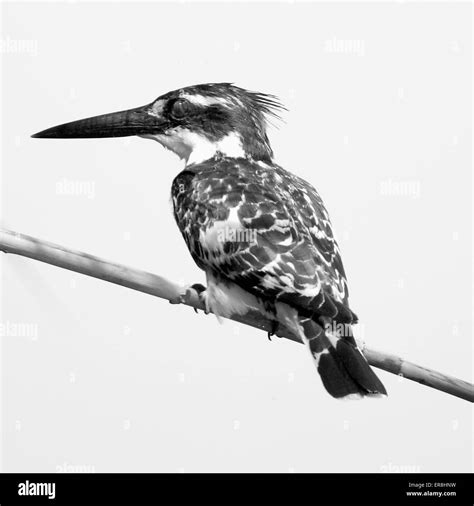 Kingfisher Fish Beak Black And White Stock Photos And Images Alamy