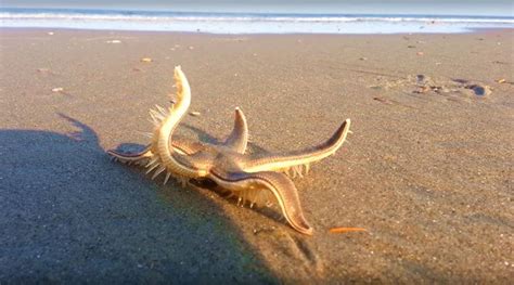 Video Seen A Star Fish ‘walking On The Beach This Rare Clip Will