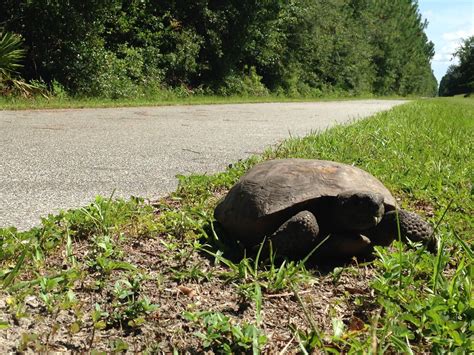 A Gopher Tortoise Sunning On A Grassy Area After Crossing The Paved