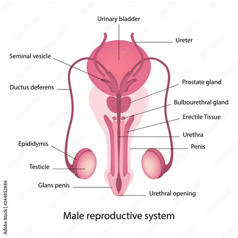 male reproductive system anatomy vector stock vector adobe stock