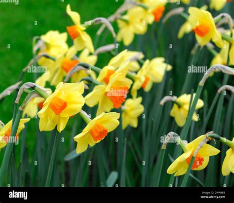 Narcissus Red Devon Daffodil Yellow Orange Large Cupped Flowers