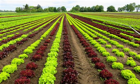 Wallpaper Field Vegetables Farm Lettuce Flower Agriculture