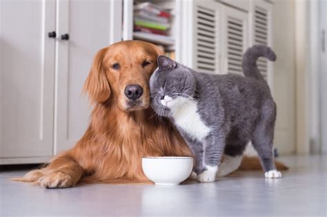 The only side effects that are associated with cat food designed to control hairballs are usually related to the added fiber. Pica: The Bizarre Eating Disorder In Dogs And Cats - Good ...