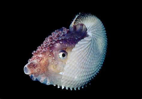 Cephalopods Daily On Twitter Knobbed Argonaut Argonauta Nodosus