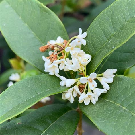 Fragrant Tea Olive Blooming Evergreen Shrub Plantingtree