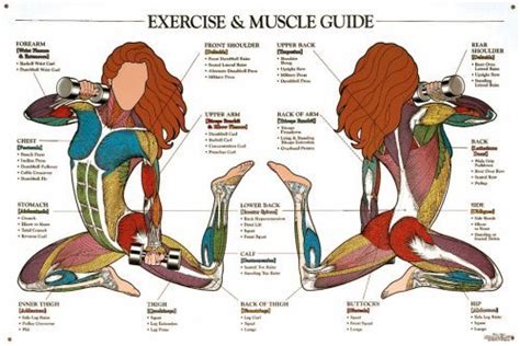 Exercise And Muscle Guide Chart Female Industrial And Scientific