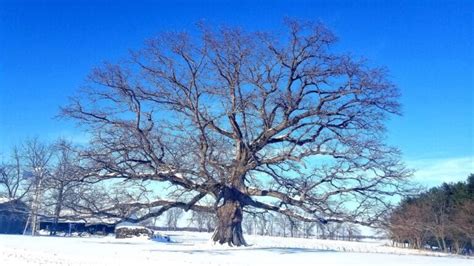 Native Trees Of Illinois The Famous White Oak Of Mcnab Illinois The