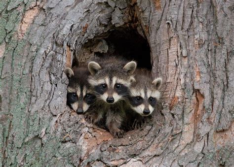 Before giving your baby her first tub bath, wait until her umbilical cord falls off, which usually happens ten to 14 days after birth. Outdoors: Baby raccoons | Interlochen