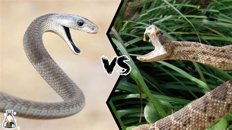 Black Mamba Vs Viper If They Fought Who Would Win Youtube