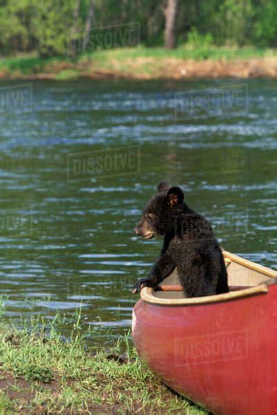 Captive Black Bear Playing On Canoe Minnesota Stock Photo Dissolve