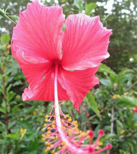 Paling Bagus 13 Foto Bunga Warna Merah Gambar Bunga Indah