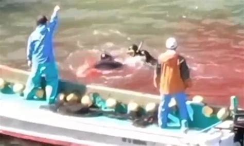 Sea Turns Red With Blood As Dolphins Are Slaughtered In Taiji Japan