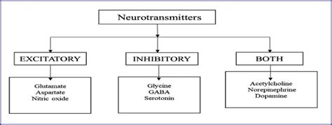 Neurotransmitters Types Functions And Importance