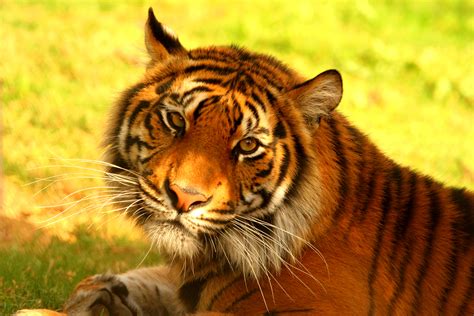 Help Save The Sumatran Tiger Globalgiving
