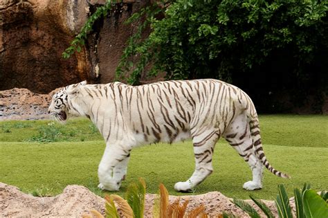 Tigerwhite Tigerferal Catpredatoranimal Free Image From