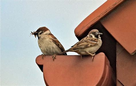 How To Get Rid Of Birds Methods To Get Rid Of Them