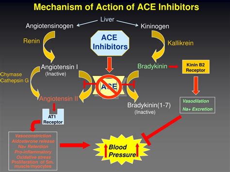 Ppt Ace Inhibitors Powerpoint Presentation Free Download Id1877497
