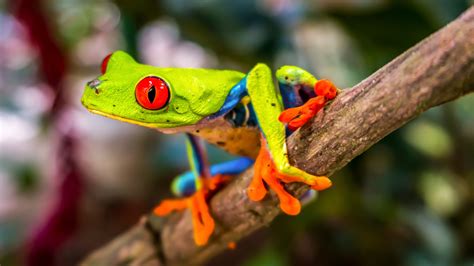 Beautiful Tree Frog Animals