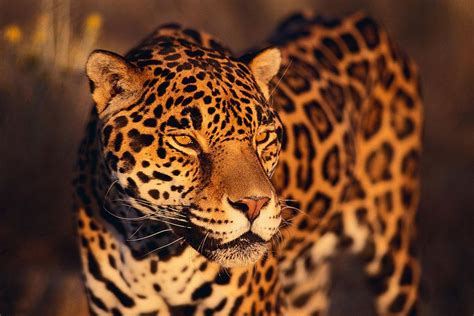 10 Unique Animals Of The Amazon River Basin