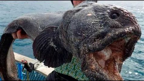 Monstrous Wolf Fish Raises Fears About Fukushima Nuclear Disaster Youtube