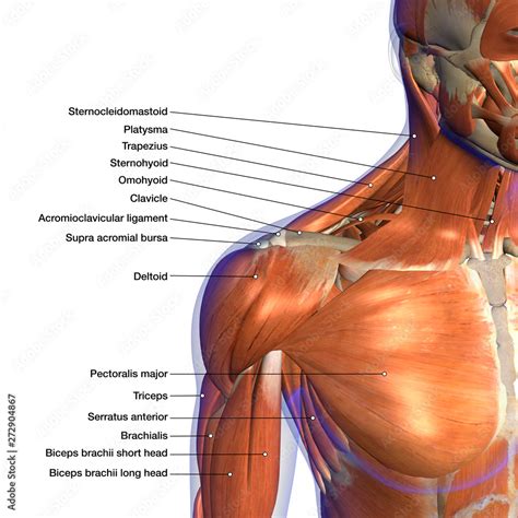 Labeled Anatomy Chart Of Neck And Shoulder Muscles On White Background
