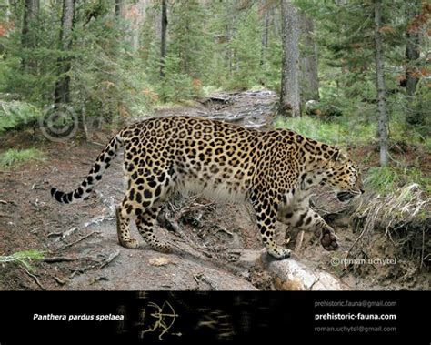Panthera Pardus Spelaea